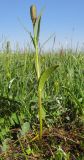 Fritillaria