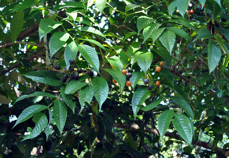 Image of Leea angulata specimen.