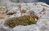 Saxifraga cartilaginea