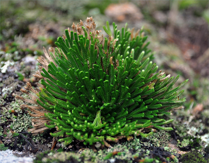 Изображение особи Selaginella tamariscina.