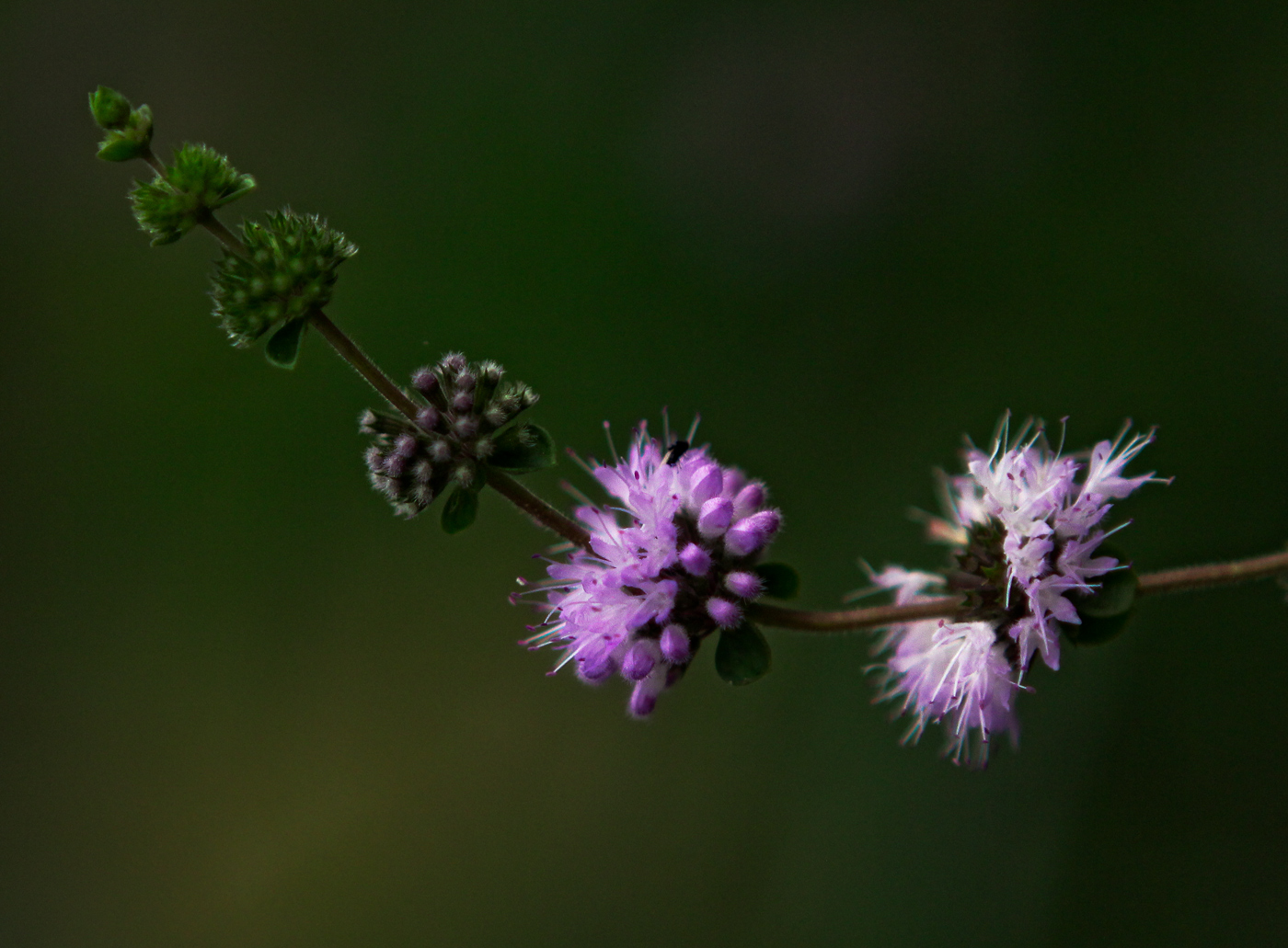 Изображение особи Mentha pulegium.