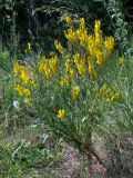 Genista tinctoria