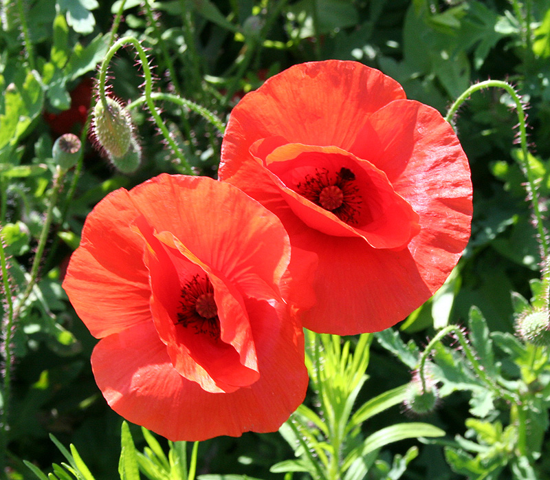 Image of Papaver rhoeas specimen.