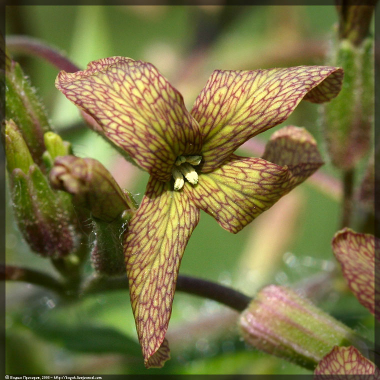 Изображение особи Hesperis tristis.