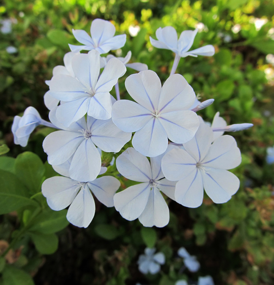 Image of Plumbago auriculata specimen.