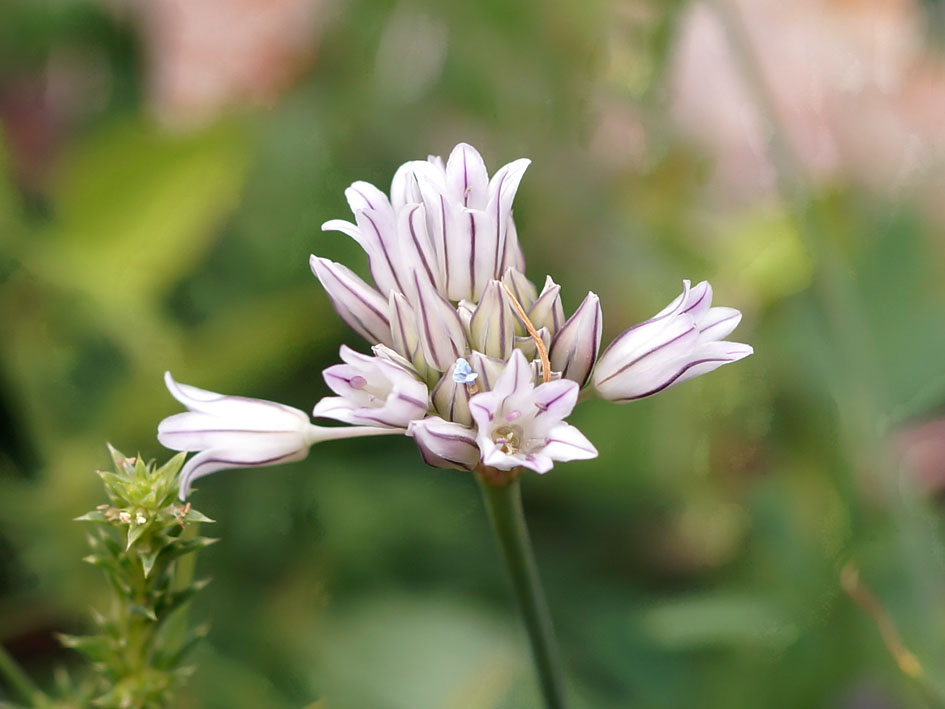 Image of Allium korolkowii specimen.