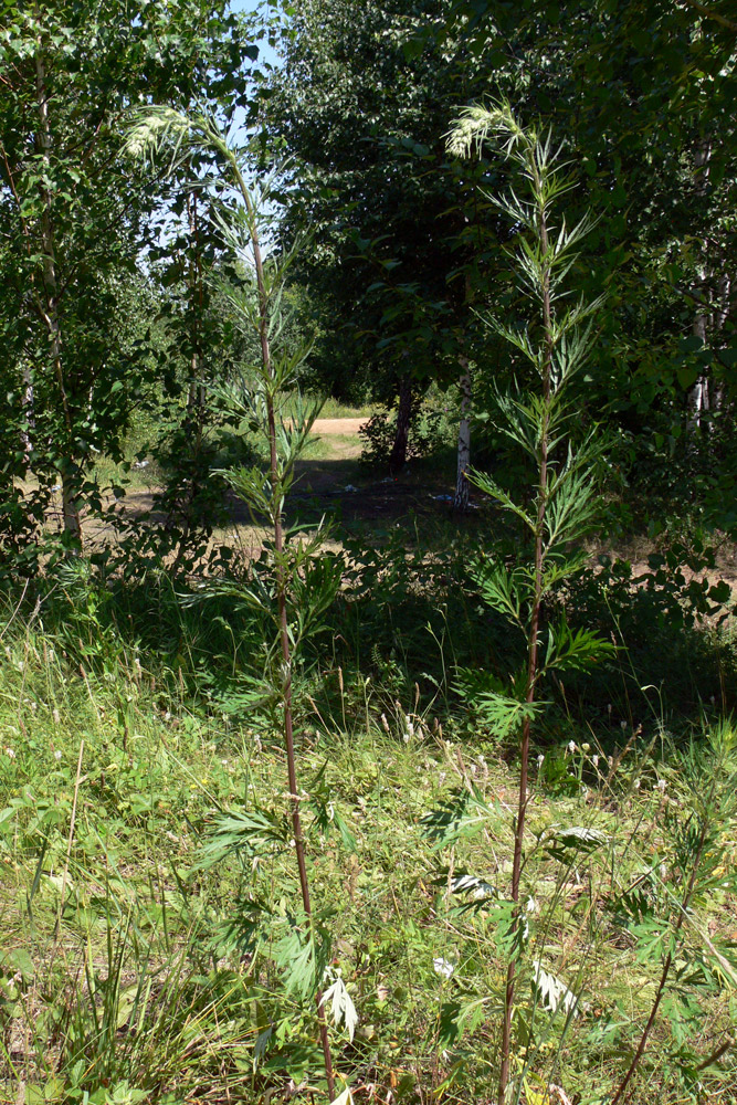 Изображение особи Artemisia vulgaris.