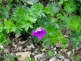 Geranium sanguineum