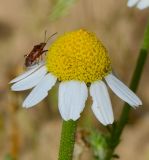 Anthemis pseudocotula