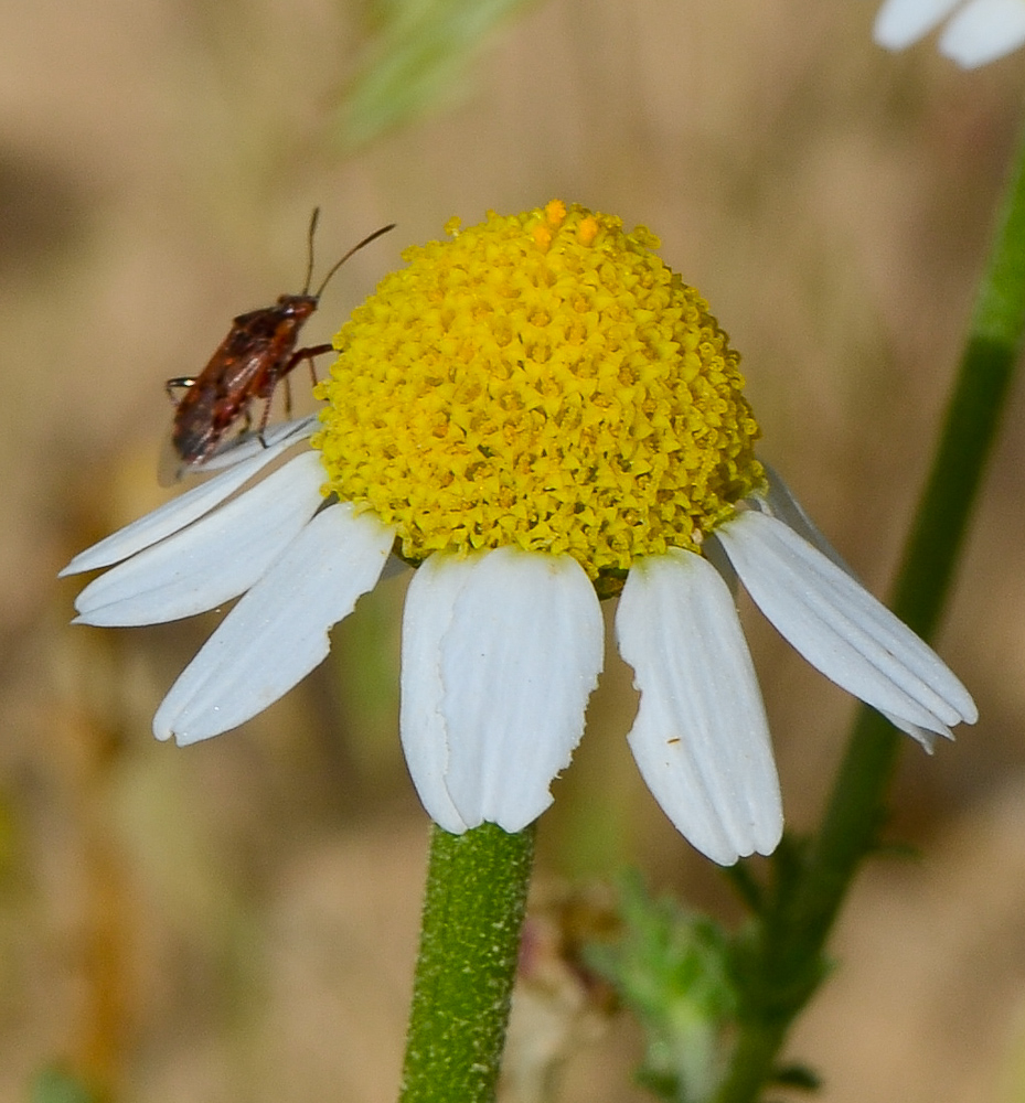 Image of Anthemis pseudocotula specimen.