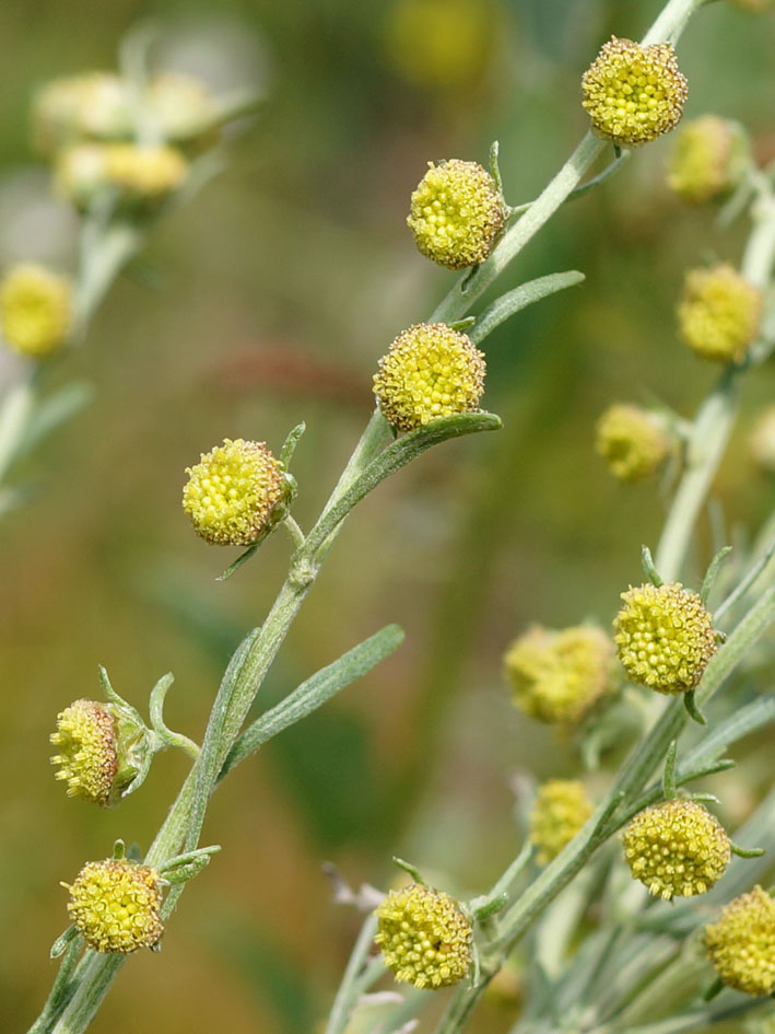 Image of Artemisia absinthium specimen.