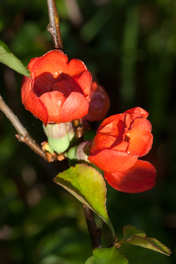 Image of Chaenomeles japonica specimen.