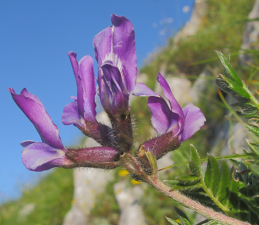 Изображение особи Oxytropis lazica.