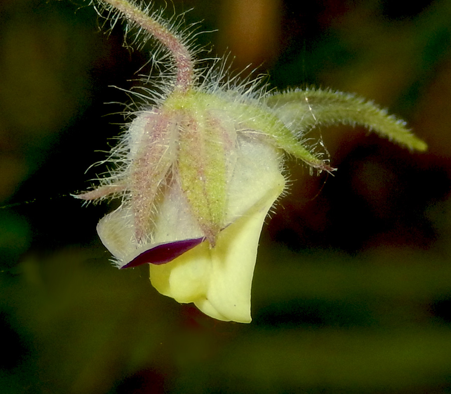 Image of Kickxia caucasica specimen.