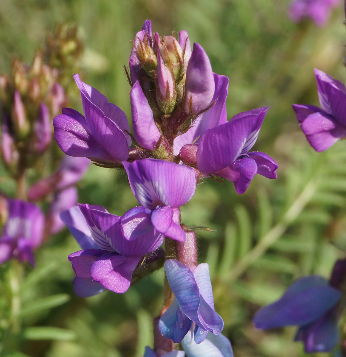 Изображение особи Oxytropis teres.