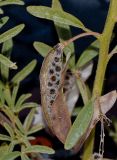 Cleome amblyocarpa