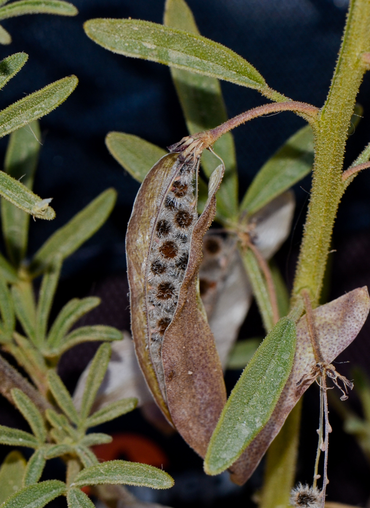 Image of Cleome amblyocarpa specimen.