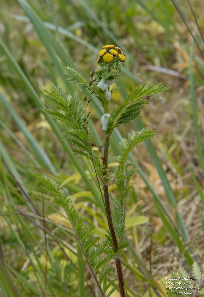 Изображение особи Tanacetum boreale.