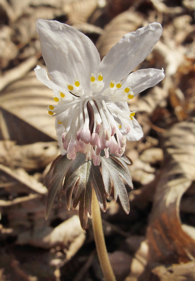 Image of Eranthis stellata specimen.