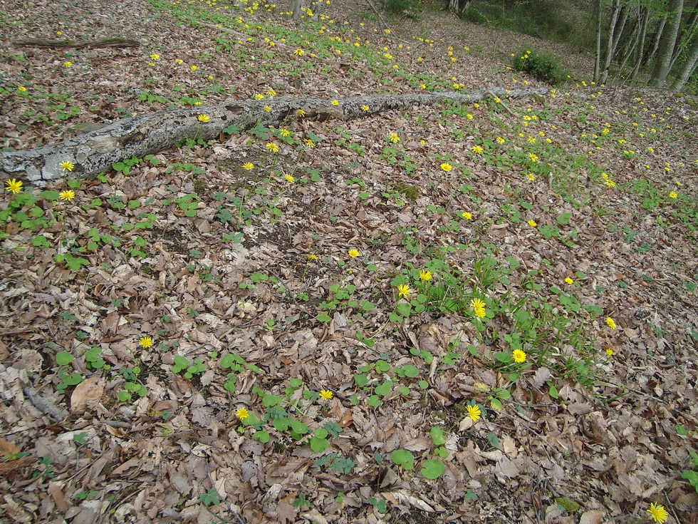 Изображение особи Doronicum orientale.