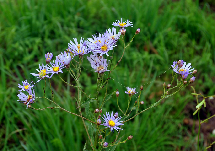Image of Aster tataricus specimen.