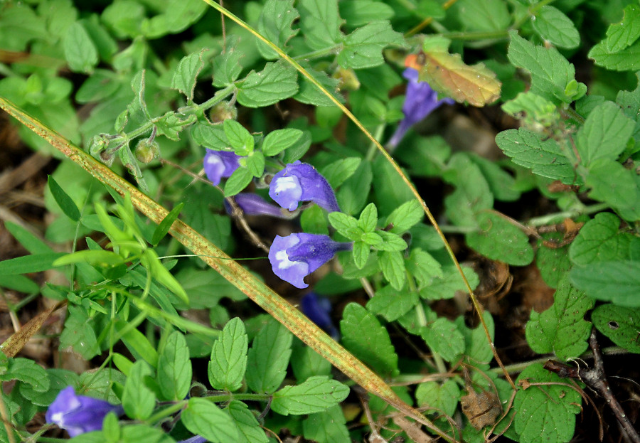 Image of Scutellaria strigillosa specimen.