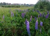 Lupinus polyphyllus