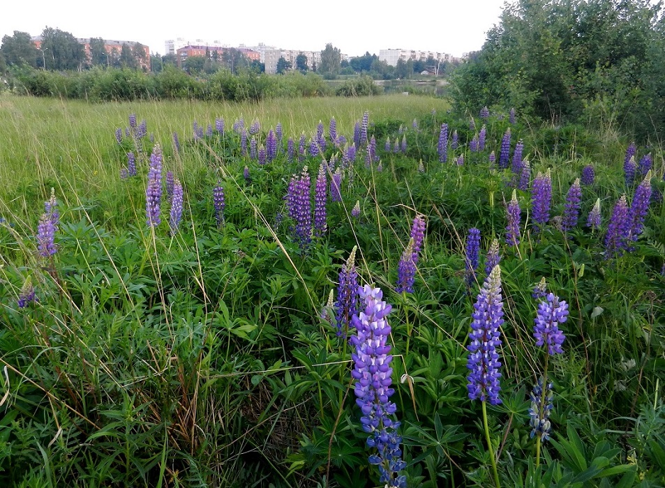 Изображение особи Lupinus polyphyllus.