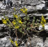 Sedum tuberiferum