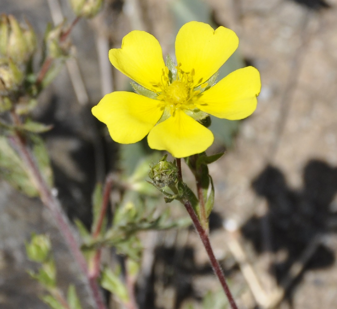 Изображение особи род Potentilla.