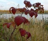 Rubus idaeus. Листья в осенней окраске. Московская обл., Электрогорск, заброшенные садовые участки на западном берегу Стахановского озера. 11.10.2014.