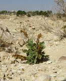 Hyoscyamus desertorum 