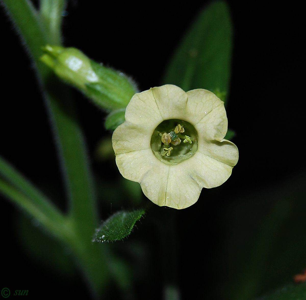 Image of Nicotiana rustica specimen.