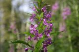 Chamaenerion angustifolium