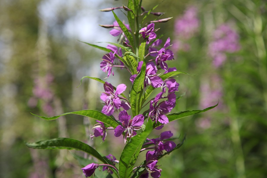 Изображение особи Chamaenerion angustifolium.