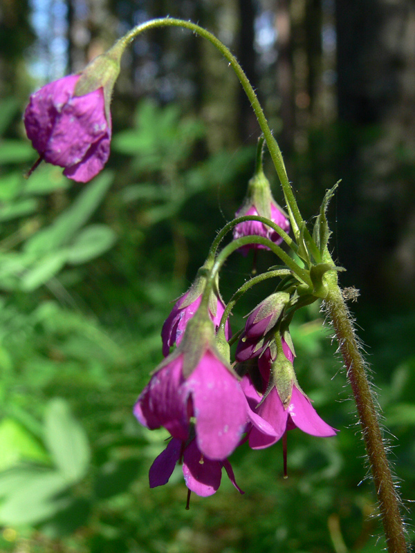 Image of Cortusa matthioli specimen.