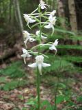 Platanthera chlorantha. Соцветие. Калининградская обл., г. Светлогорск, Светлогорский лес, смешанный лес. 20.06.2016.