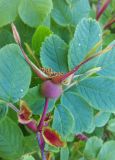 Rosa amblyotis
