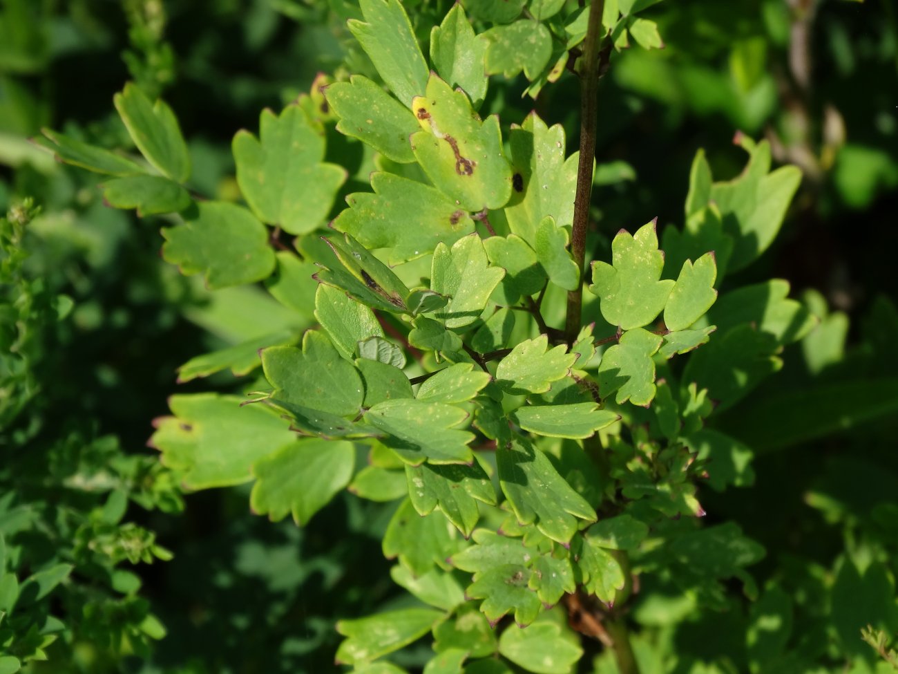 Изображение особи Thalictrum minus.