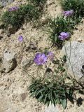 Lomelosia caucasica. Цветущее растение. Кабардино-Балкария, Эльбрусский р-н, долина р. Ирик, ок. 2000 м н.у.м., склон горы. 14.07.2016.