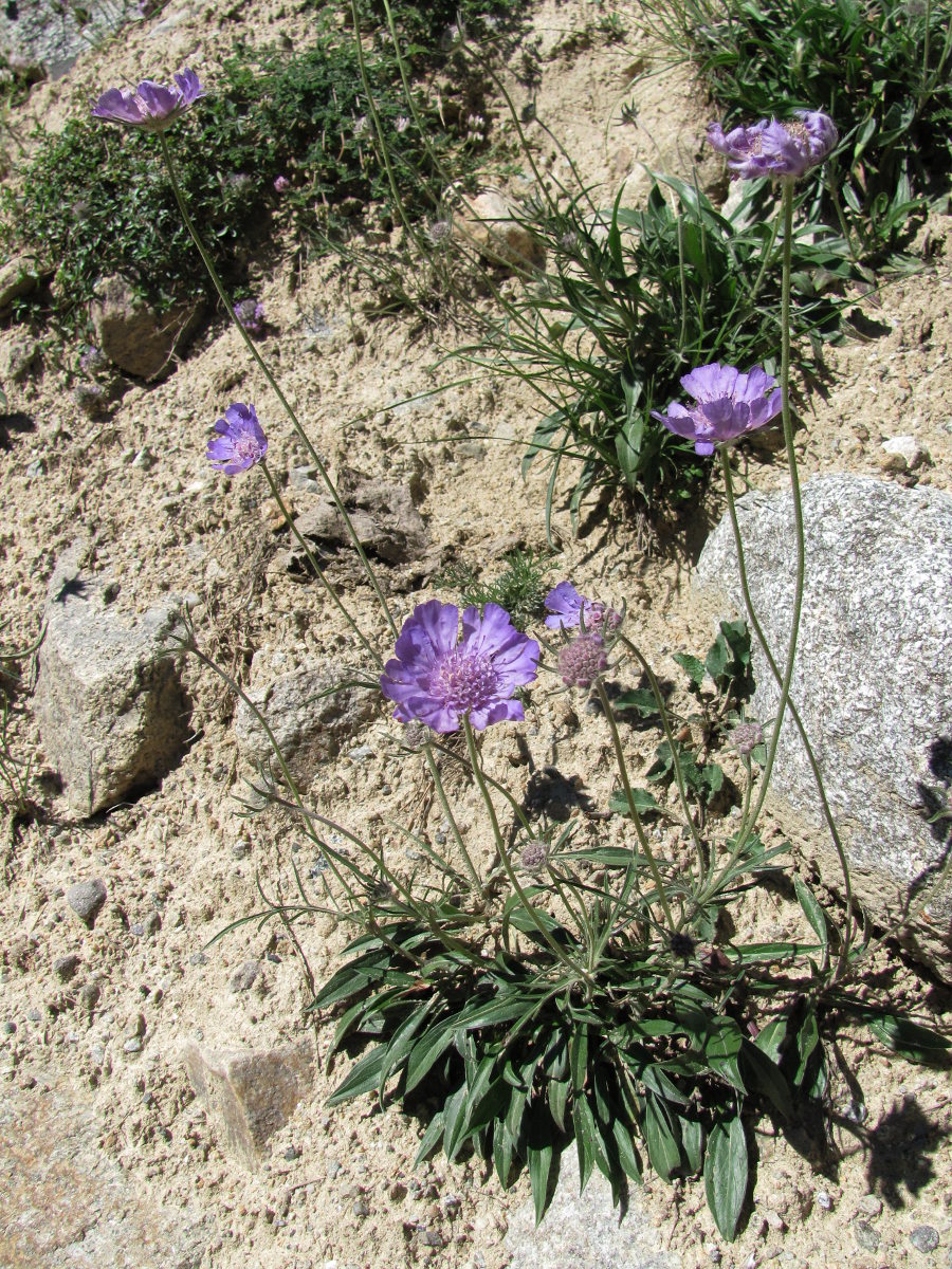 Image of Lomelosia caucasica specimen.