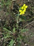 Image of taxon representative. Author is Виктор Курков
