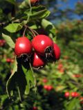 genus Crataegus