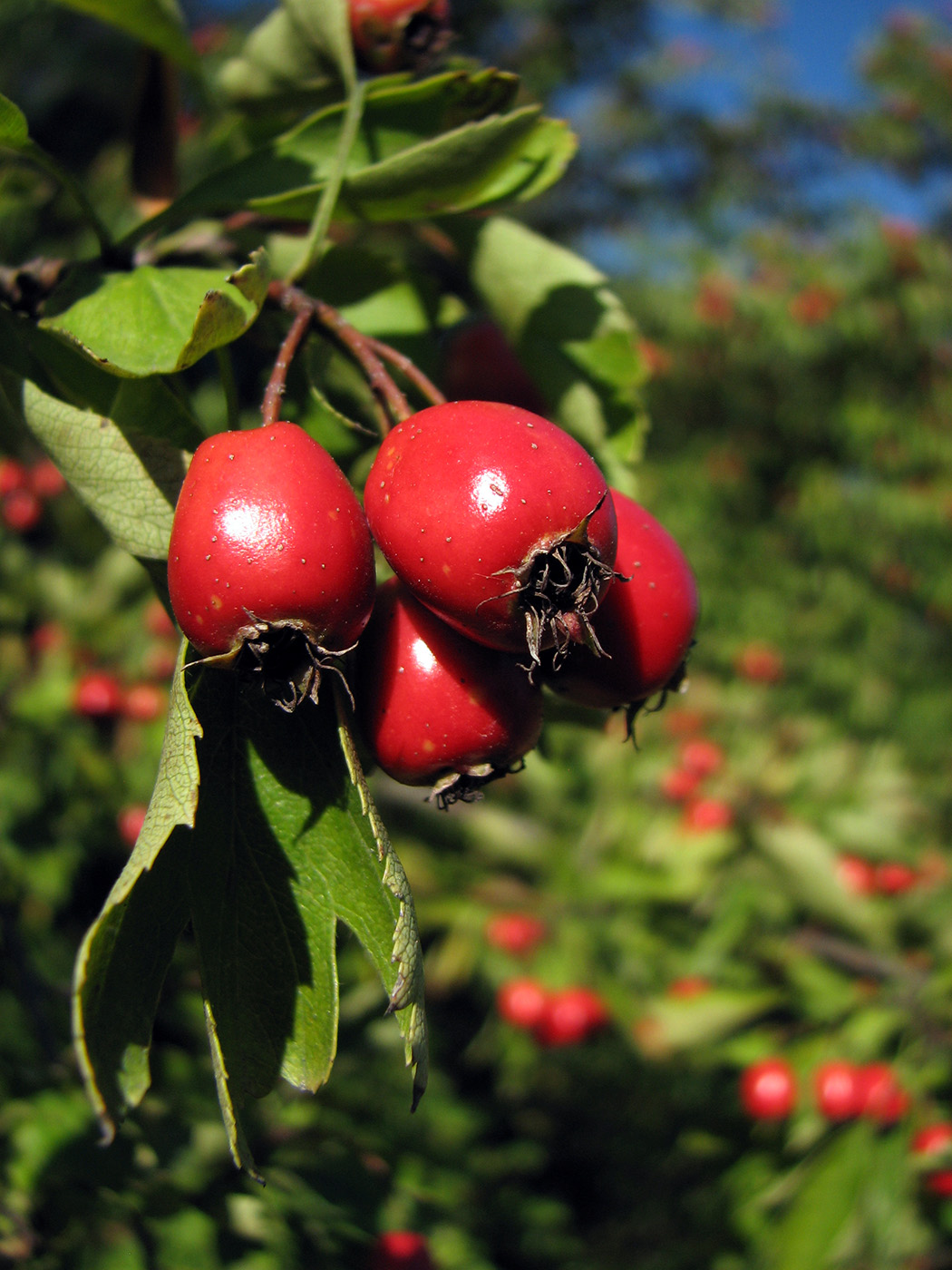 Изображение особи род Crataegus.