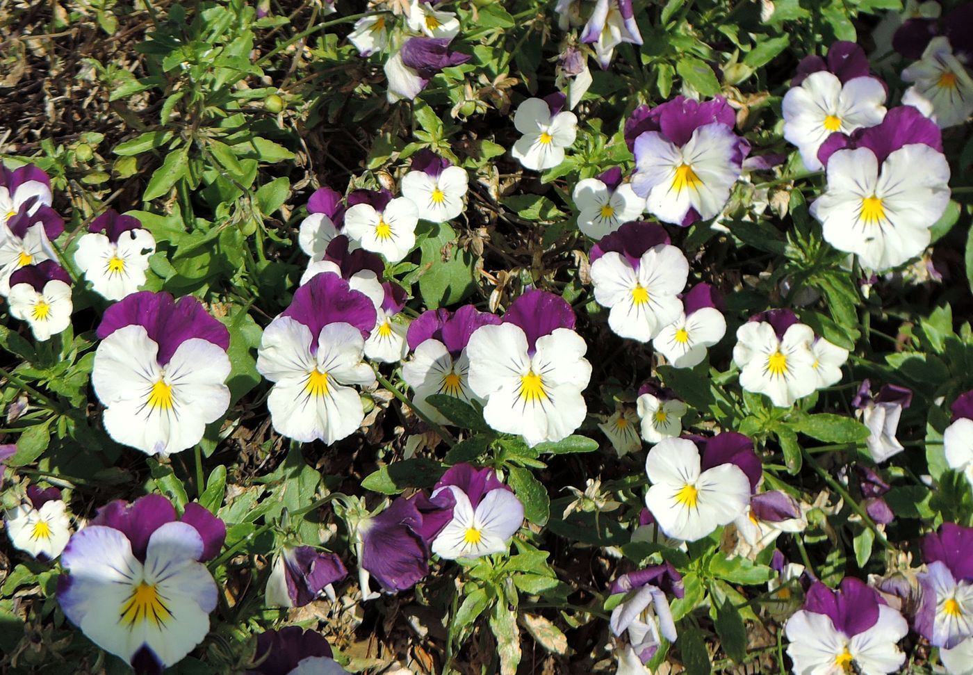 Image of Viola wittrockiana specimen.