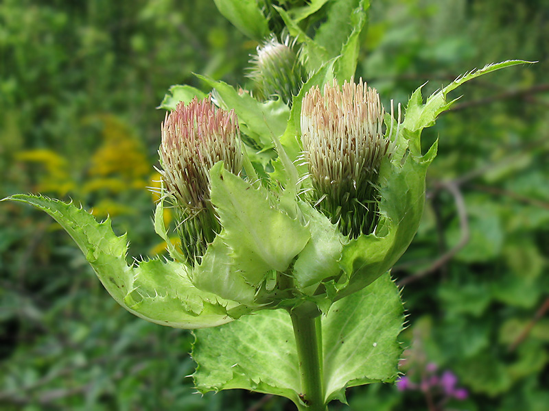 Image of Cirsium oleraceum specimen.