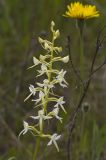 Platanthera bifolia. Соцветие. Тверская обл., Кимрский р-н, окр. дер. Сыркино, залежь. 10.06.2015.