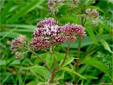 Eupatorium cannabinum