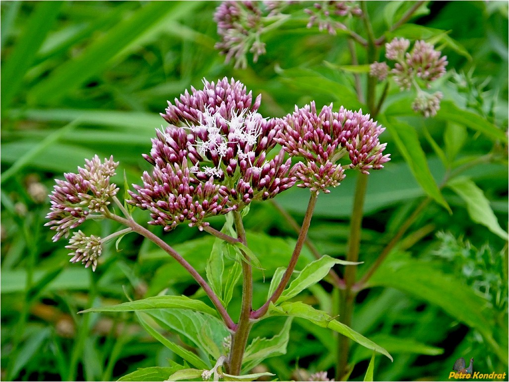 Изображение особи Eupatorium cannabinum.