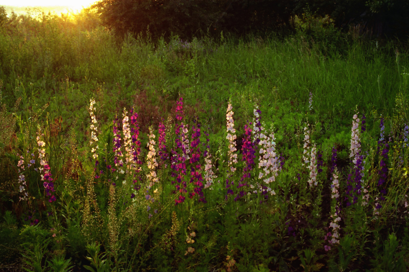 Image of Delphinium ajacis specimen.